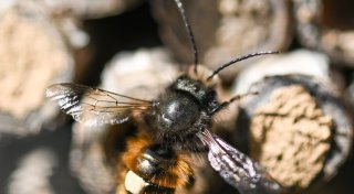 So hilft man Wildbienen im Winter
