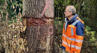 Nicht mehr zu retten: 200 Jahre alte Eiche im Kreis Gütersloh von Unbekannten zerstört