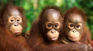 Orang-Utans schützen - vom Frühstück bis zur Fernreise