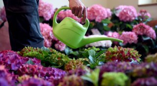 Moderne Hortensien: Drei Trend-Sorten für Garten und Balkon