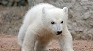 So lange bleibt das Eisbärbaby noch abgeschottet