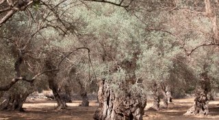 Wassermangel auf Mallorca: Gemeinde dreht Wasserhahn ab