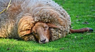 Mutmaßlicher Wolfs-Riss: Schäfer aus dem Kreis Höxter berichtet von Schock und Angst