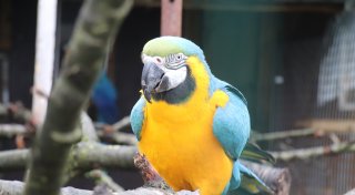 Entflogener Papagei aus Sachsen im Kreis Gütersloh: Zweiter Vogel aufgetaucht