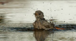 Hausrotschwanz, Waldohreule: Vögel des Jahres auch in Bielefeld zu entdecken