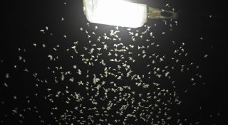 Straßenleuchten mit Blenden ziehen viel weniger Insekten an