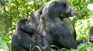 Warum Gorilla-Weibchen lange nach letzter Geburt weiterleben