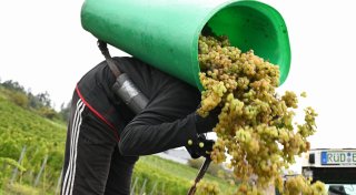 Endgültige Schätzung: Kleinste Weinernte seit 15 Jahren