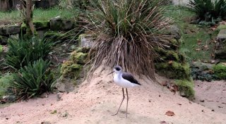Neue Vögel im Bielefelder Tierpark Olderdissen eingezogen