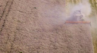 Erntemenge erholt sich - Qualität leidet unter dem Wetter