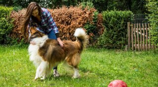 So sieht ein hundefreundlicher Garten aus