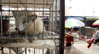 Studie: Coronavirus stammt vermutlich von Wildtieren