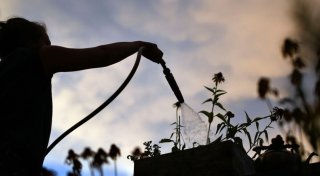 5 Tipps gegen Trockenheit im Garten