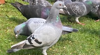 Vogelschutz in Paderborn: Initiative warnt vor immer mehr erschöpften Tauben