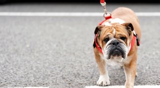 Superstar Hamilton in großer Sorge: Bulldogge Roscoe im Koma