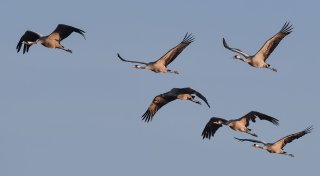 Kraniche über Enger und Spenge: Warum ihre Route kein Zufall ist