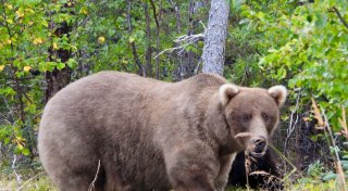«Fat Bear»-Wahl: «Pummelige» Braunbärin Grazer ist Siegerin