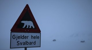 Eisbär auf Spitzbergen erschossen