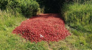 Riesiger Haufen entsorgter Erdbeeren gammelt in Kirchlengern vor sich hin