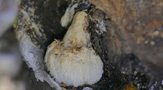 Lichtenauer Schüler entdecken den Pilz des Jahres 2026