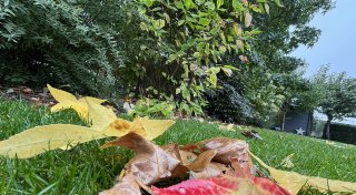 Diese fünf Gartentipps gibt ein Delbrücker Landschaftsbauer für den Herbst