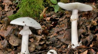 Vergiftung durch Pilze: Drei Kinder weiter in Lebensgefahr