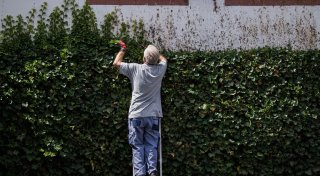 Hecke schneiden: Nur schonend und mit Rücksicht auf Vögel