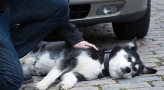 Hilfe für den Hund: Erste Schritte im Notfall