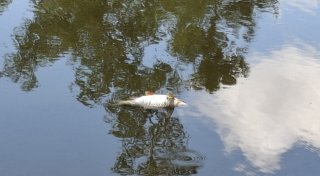 Fischsterben in Gütersloh: Spaziergänger entdecken tote Tiere im See