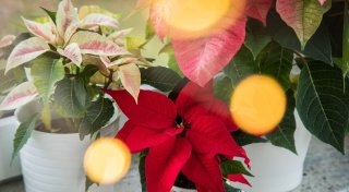 Tipps für einen gesunden Weihnachtsstern im Advent