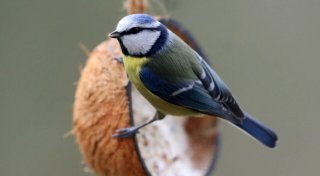Kochen statt kaufen: So gelingen Futterplätzchen für Vögel