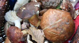 Radioaktivität: Verzehr von Wildpilzen ist unbedenklich