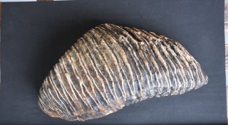 Düsseldorfer findet Mammut-Zahn am Rhein