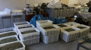 Drogenplantage in Hiddenhausen: Cannabis für halbe Million Euro sichergestellt
