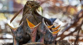 Vogelküken in Gefahr: Nicht das ganze Jahr Futter ausstreuen