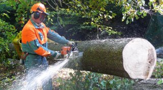 Das Wichtigste aus Bielefeld: Baumschutzsatzung, Spiel aus Bielefeld, Obdachlosen-Unterkunft