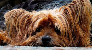 Hunde in Not gerettet, Feuer zerstört zu Hause und verlorene Stimmen
