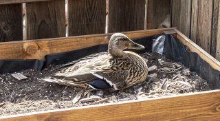 Brutzeit im Hochbeet: Stockente überrascht Bielefelderin auf dem Balkon