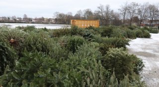 So werden die Löhner ihre Weihnachtsbäume los