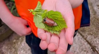 Maikäfer in Bielefeld gesichtet - warum das Insekt immer früher herumschwirrt