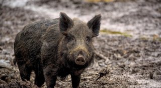 Kreis Höxter befürchtet „dramatische Auswirkungen“ durch Schweinepest
