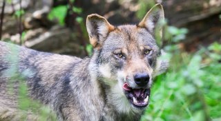 Tote Wölfe in Italien entdeckt - vergiftet?