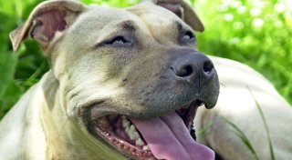 Hund versetzt Besitzer und Gäste in Gifhorn in Panik: Feuerwehr muss sie evakuieren