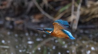 Fliegender Fischliebhaber: Diese seltene Vogelart ziert den Himmel Bielefelds