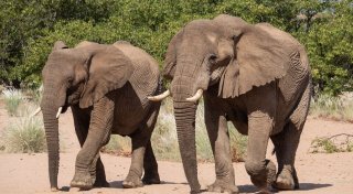 Artenschutzkonferenz: Elefanten, Haie und Aale im Visier
