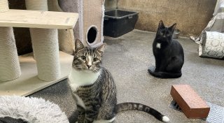 Ausgesetzte Katzen: Was Bünder tun können, um den Streunern zu helfen
