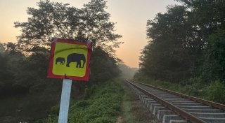 Sechs Elefanten sterben in Sri Lanka bei Kollision mit Zug