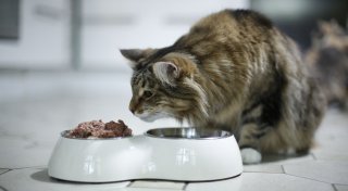 Vorsicht Keime: Katzennapf bei Hitze sauber halten