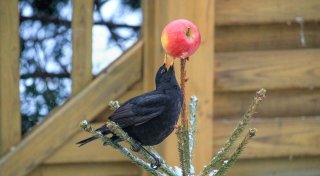 Abholservice & Co.: So werden Sie im Kreis Höxter Ihren Weihnachtsbaum los