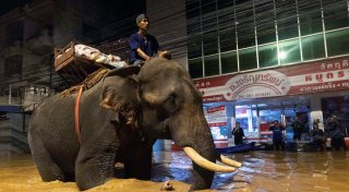 Fluten in Thailand: Mönch bringt Hilfsgüter mit Elefanten
